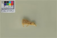 藏品(麻雀)的圖片